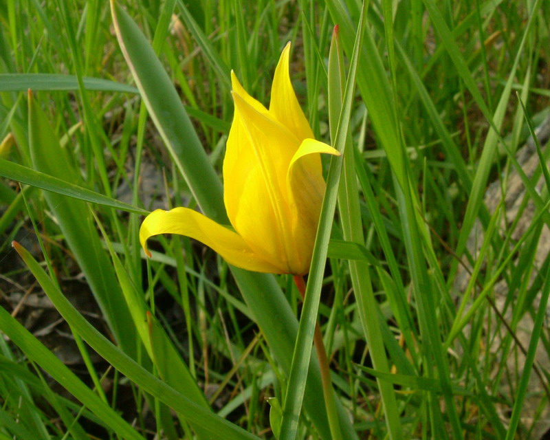 Tulipa sylvestris / Tulipano dei campi